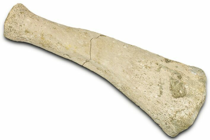 Fossil Sea Lion (Allodesmus) Radius - Bakersfield, California #325960